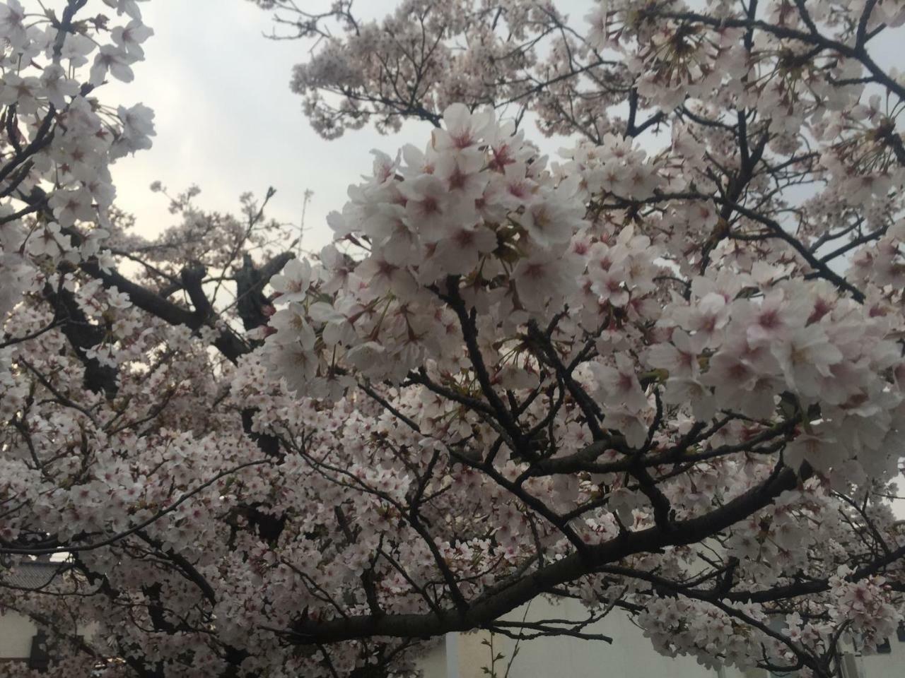 Guest House Daisho Oshiro Asobi 松江市 エクステリア 写真